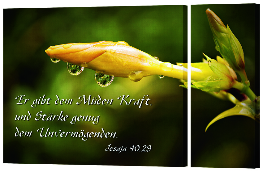 Bild "Knospe mit Tau"