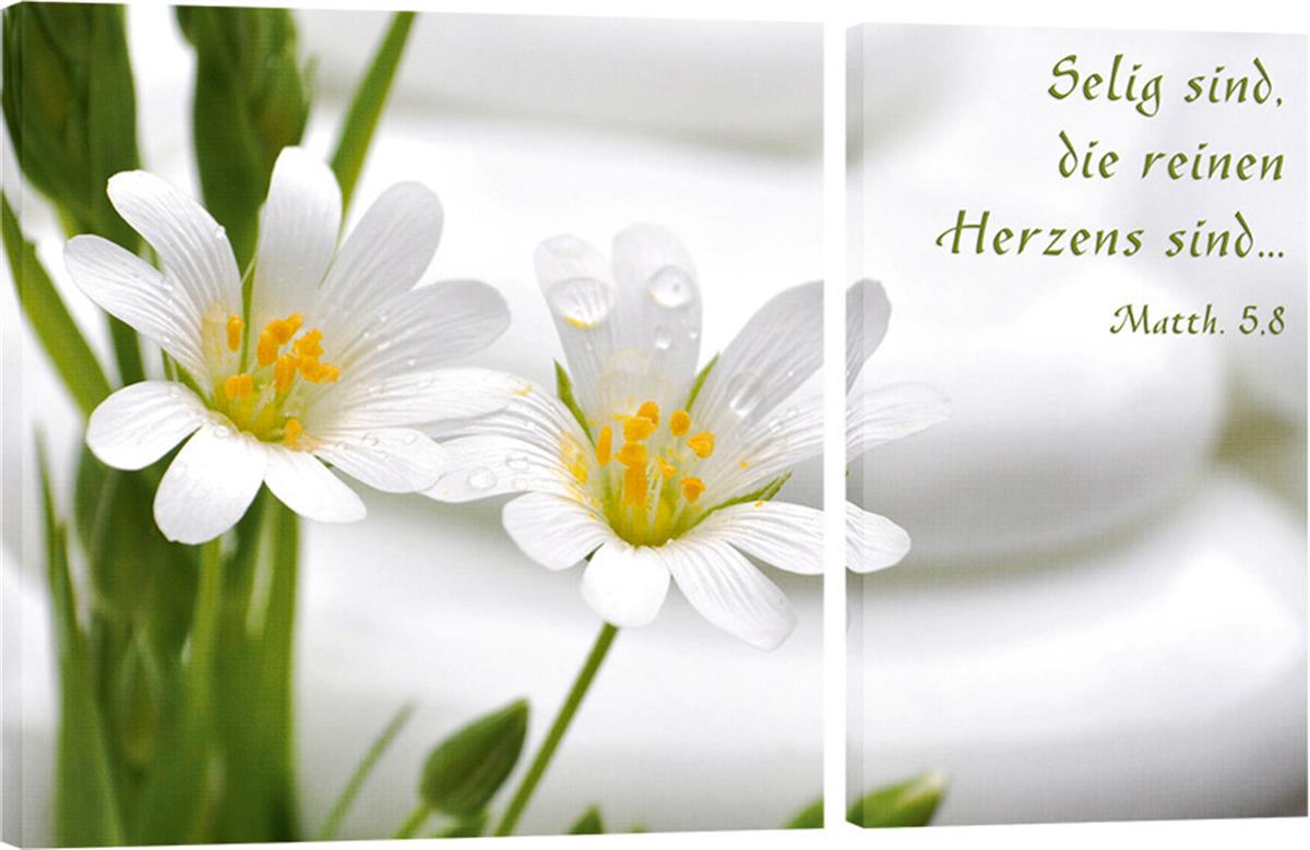 Bild "Weiße Blumen"