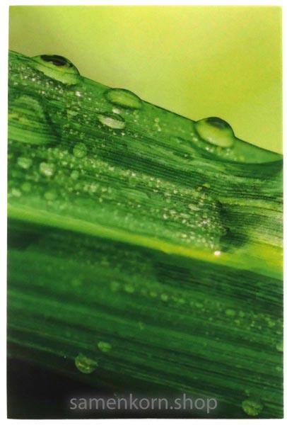 Luther21 Neues Testament, Psalmen, Sprüche - Motiv "Wassertropfen", klein, Paperback/ Buch