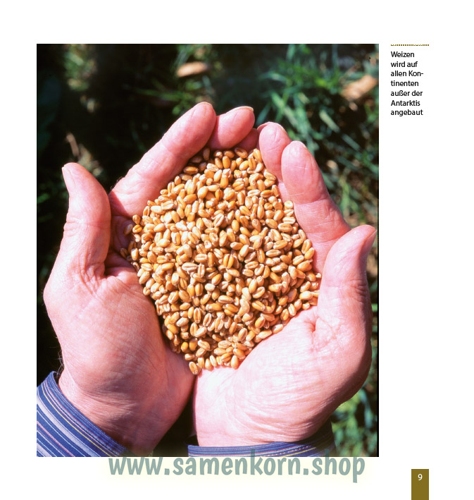 Wunder vom Weizenkorn zum Brot / Buch
