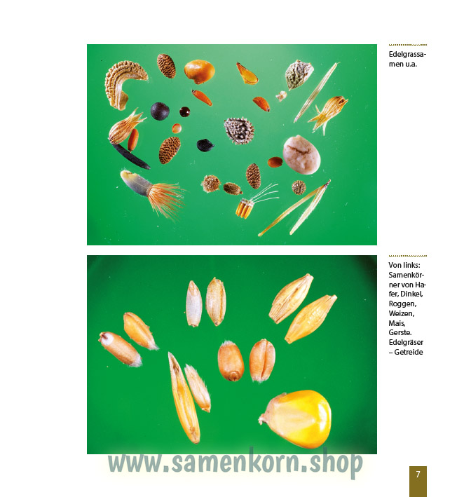 Wunder vom Weizenkorn zum Brot / Buch