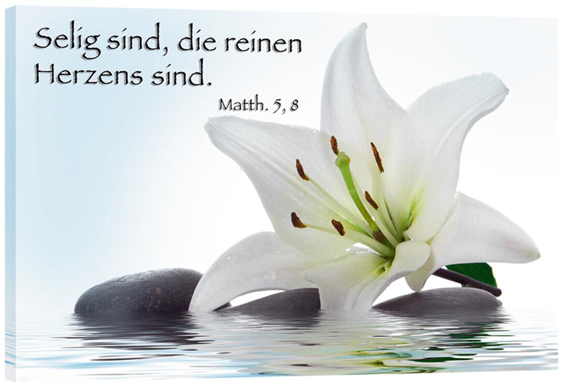 Bild "Lilie im Wasser"