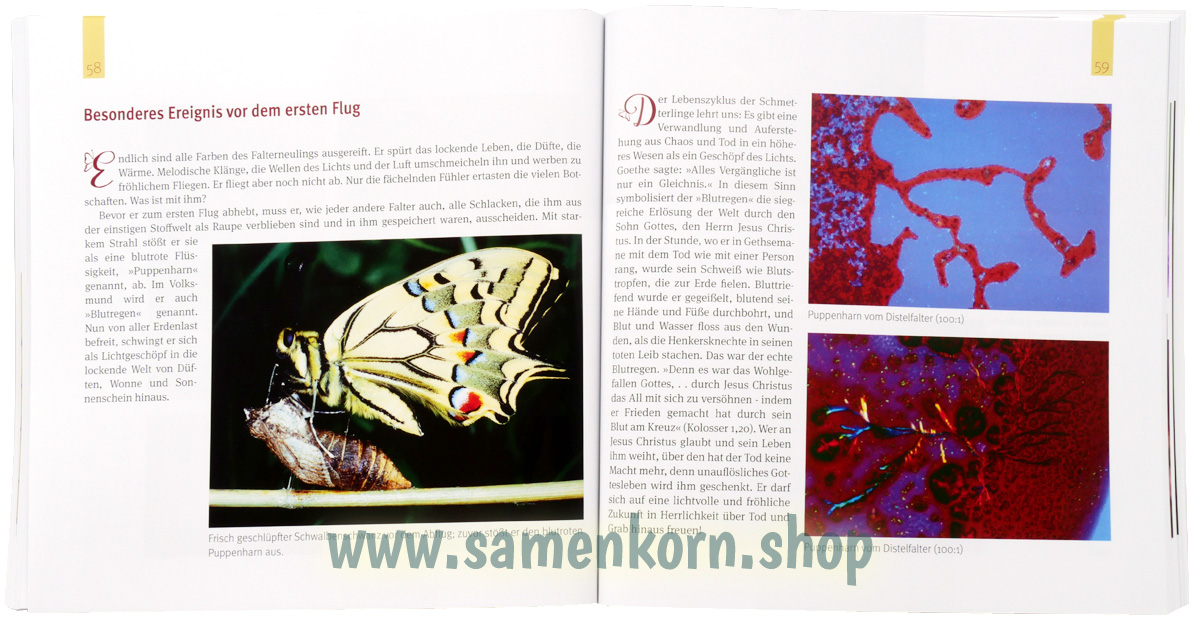 Juwelenschmuck im Reich der Schmetterlinge / Buch