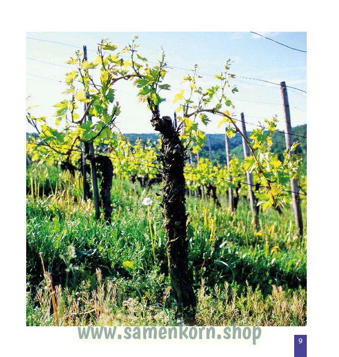 Faszination vom Weinstock, Trauben und Wein / Buch
