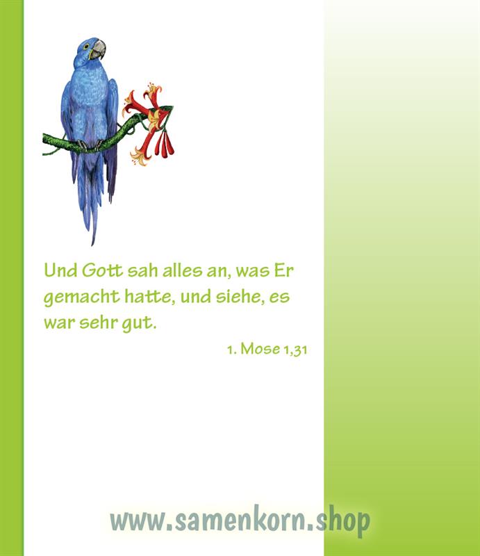 Entdecke die Bibel - AT / Kinderbibel