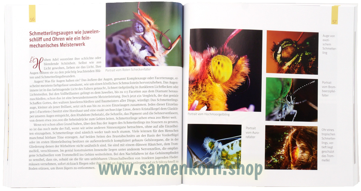 Juwelenschmuck im Reich der Schmetterlinge / Buch