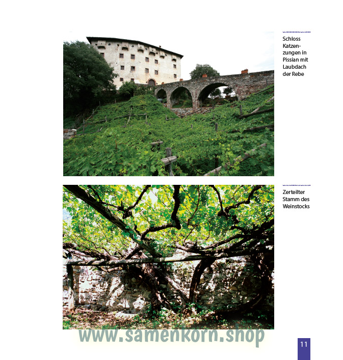 Faszination vom Weinstock, Trauben und Wein / Buch