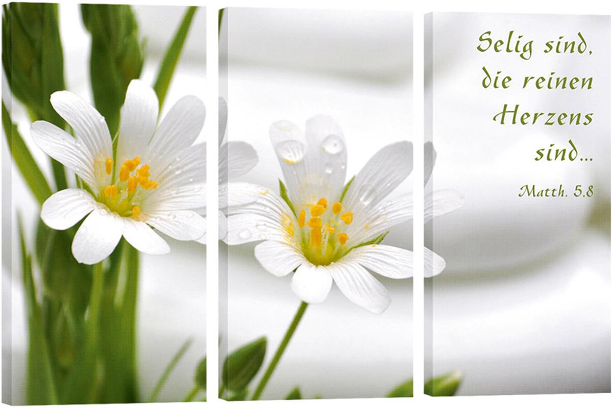 Bild "Weiße Blumen"