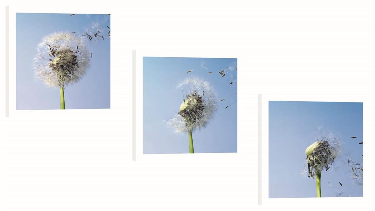 Bild "Drei Pusteblumen"