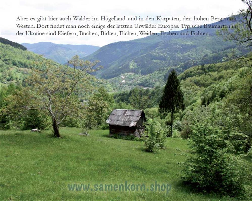 Die Nacht im Wald - Kinder in der Ukraine / Heft